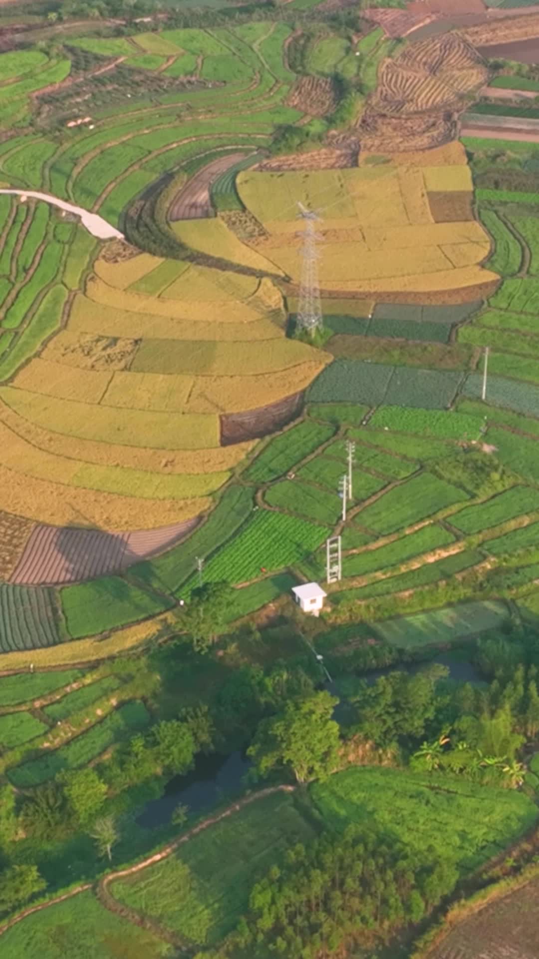 高清竖屏航拍乡村田野秋收时节景象视频的预览图