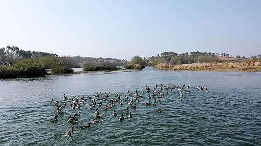 漓江边戏水的鸭子航拍视频视频的预览图