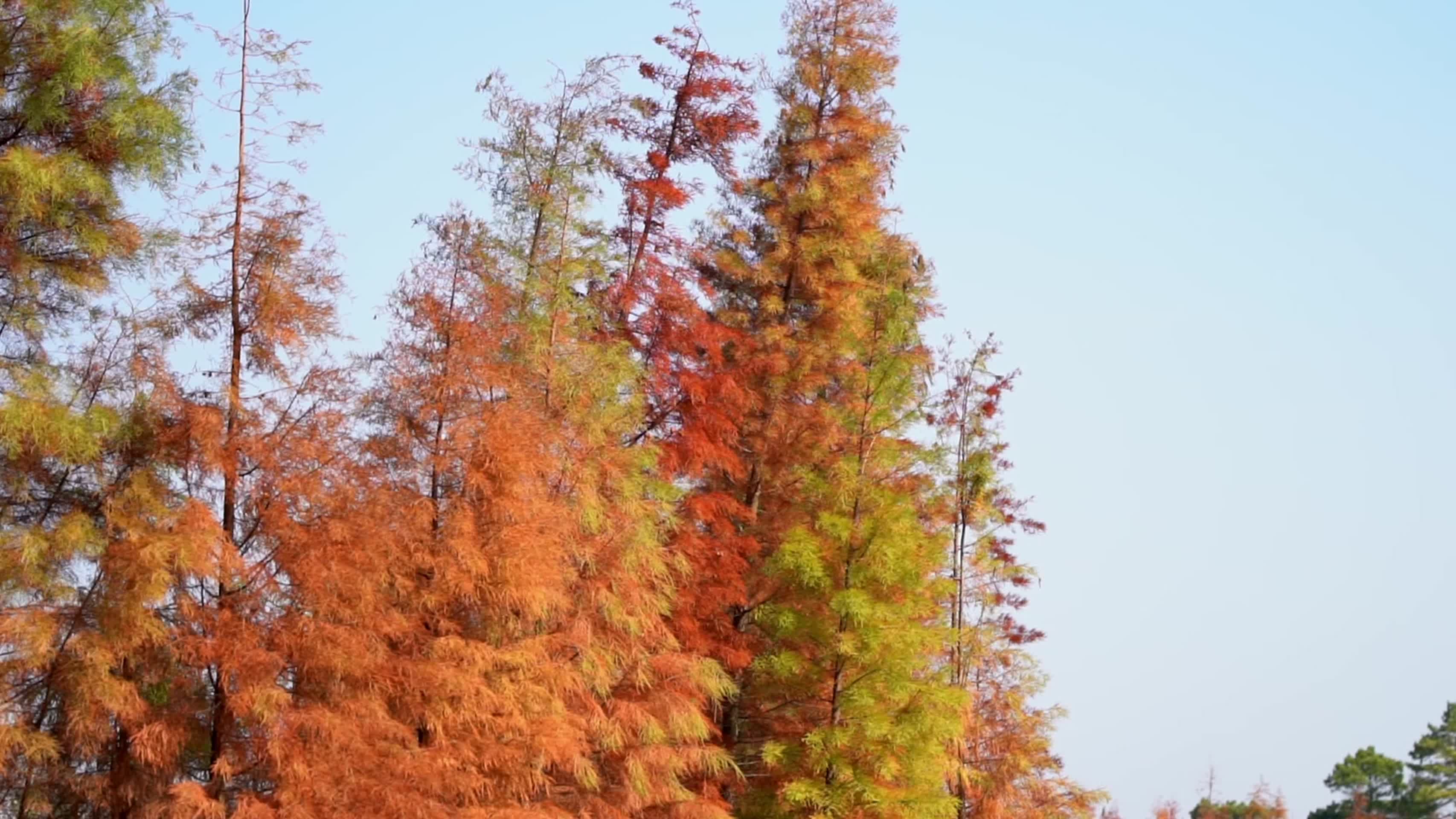 秋天风吹动红杉特写实拍视频视频的预览图