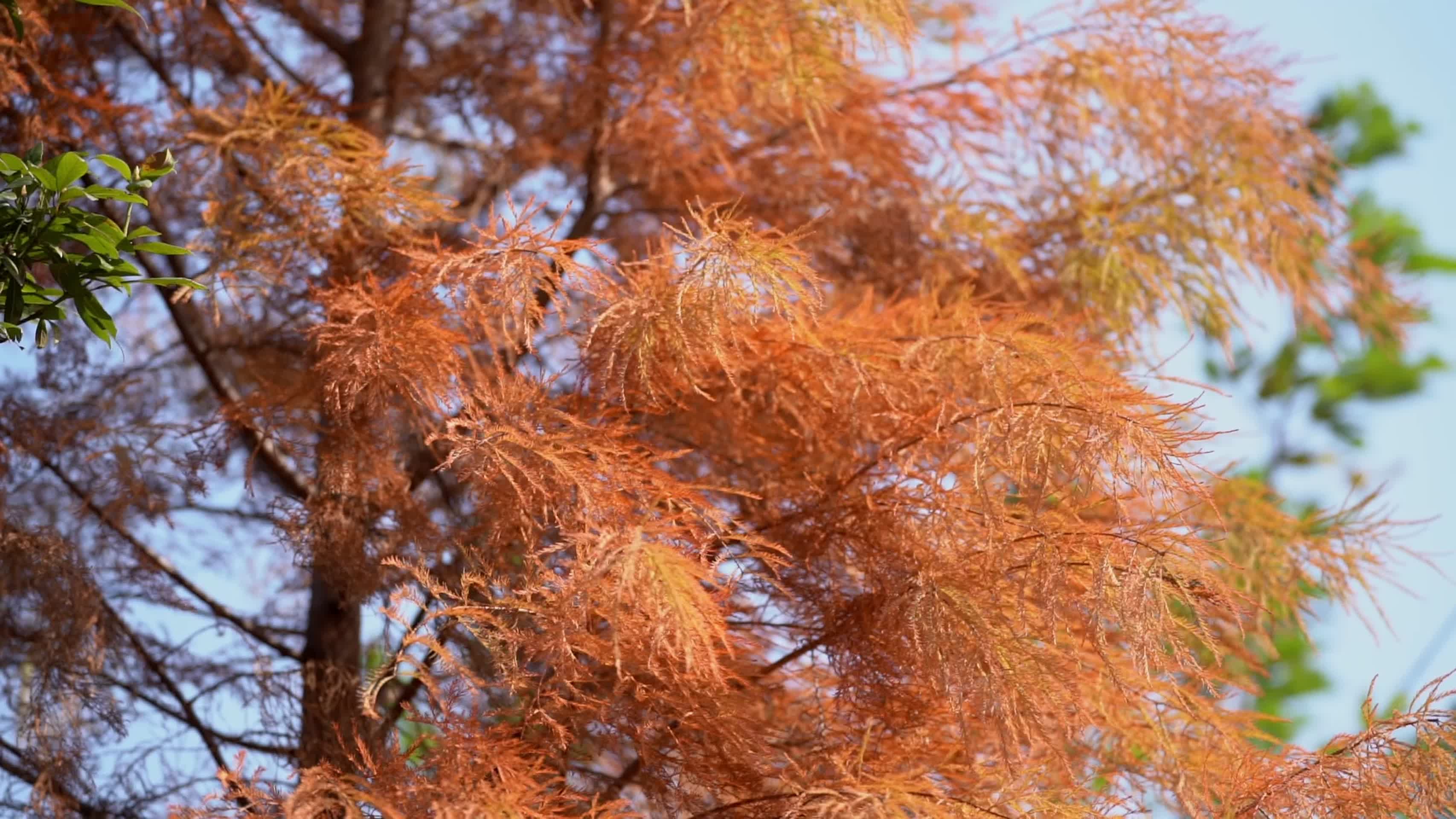 秋天风吹动红杉特写实拍视频视频的预览图