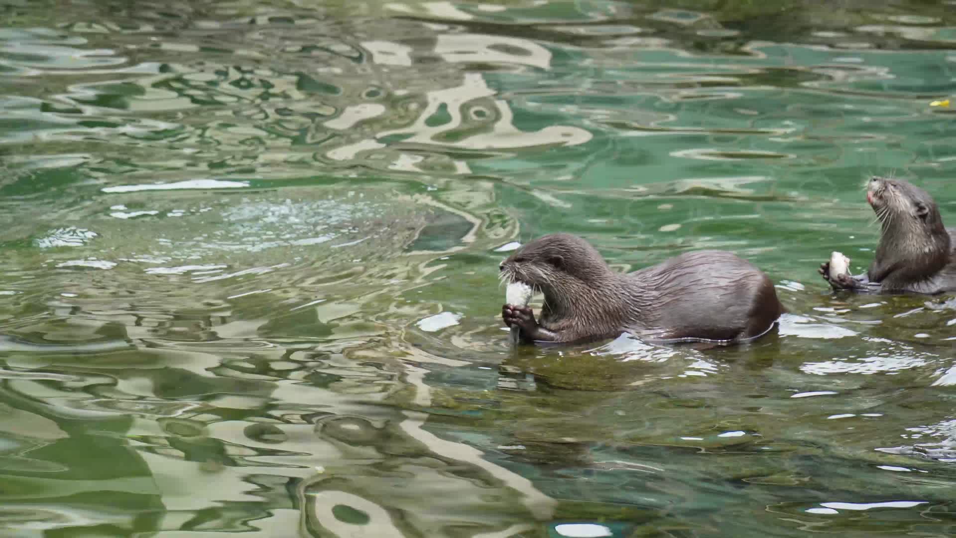动物园里正在抓鱼的水獭视频的预览图
