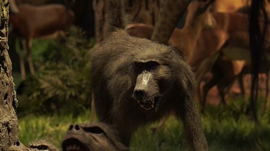 狒狒大猩猩野生动物标本视频的预览图