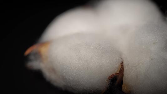 棉花棉桃经济作物棉花籽视频的预览图