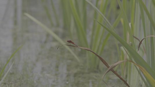 4K实拍水草湖边红蜻蜓视频的预览图