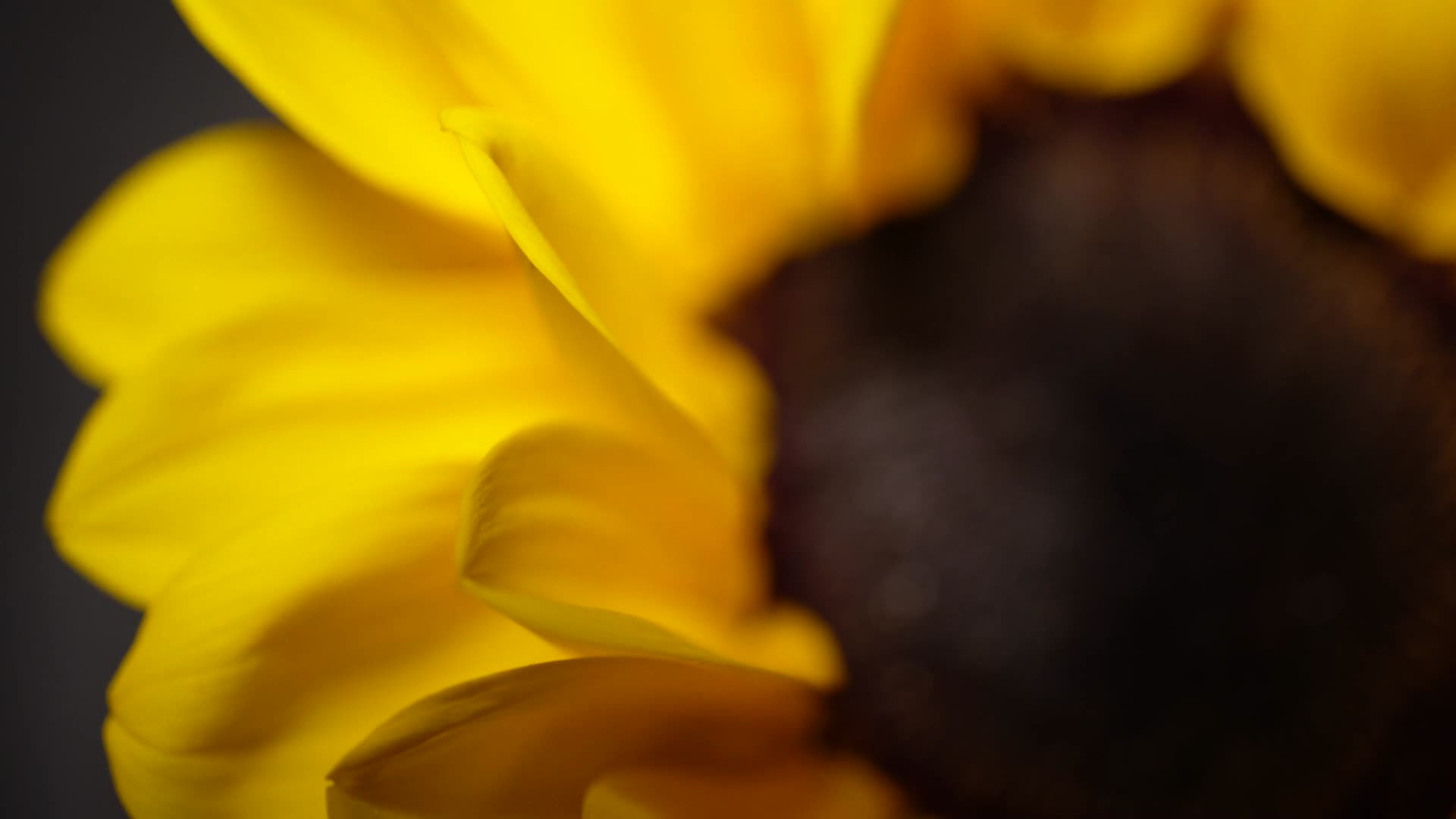 微距向日葵花瓣花蕊花朵向阳花视频的预览图
