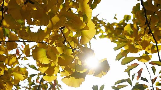 深秋公园银杏树逆光随风摆动特写视频的预览图