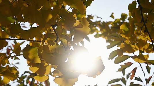 深秋公园银杏树逆光随风摆动特写视频的预览图