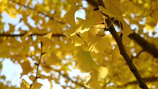 秋天公园银杏逆光树叶随风摇曳特写视频的预览图