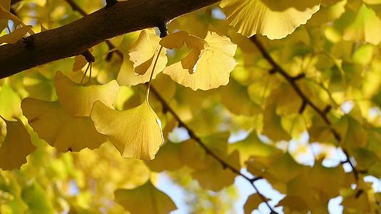 秋天公园银杏逆光树叶随风摇曳特写视频的预览图