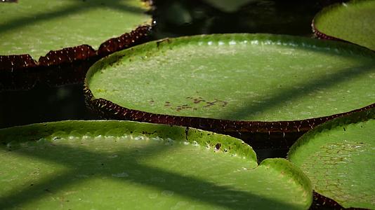 霸王莲花叶片水生植物视频的预览图