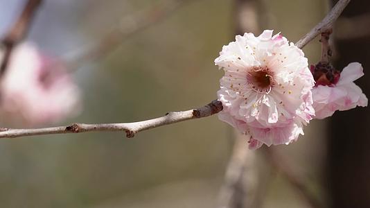 树枝上开放的粉红色桃花视频的预览图