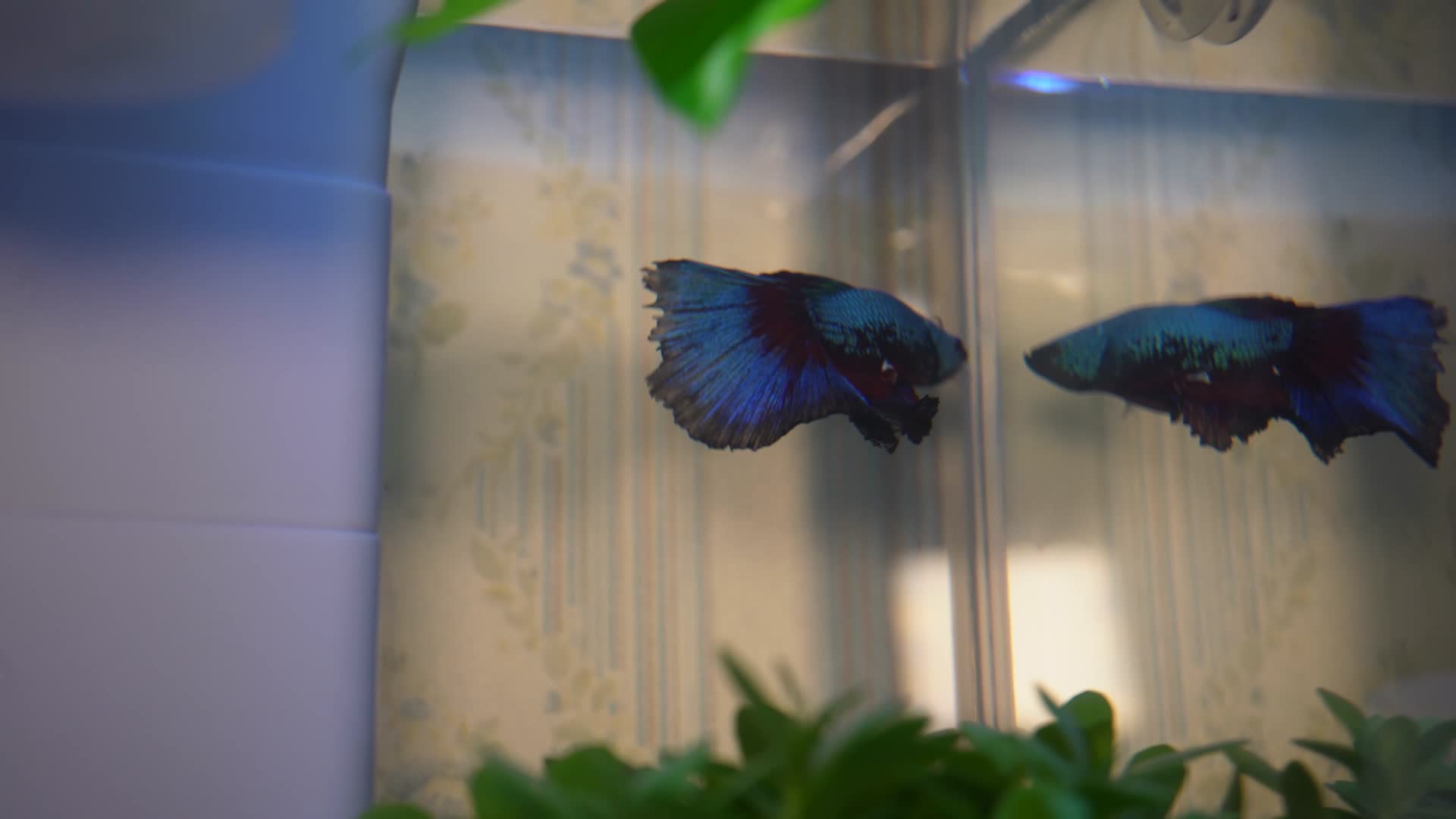 蓝色斗鱼游动的观赏鱼斗鱼视频的预览图