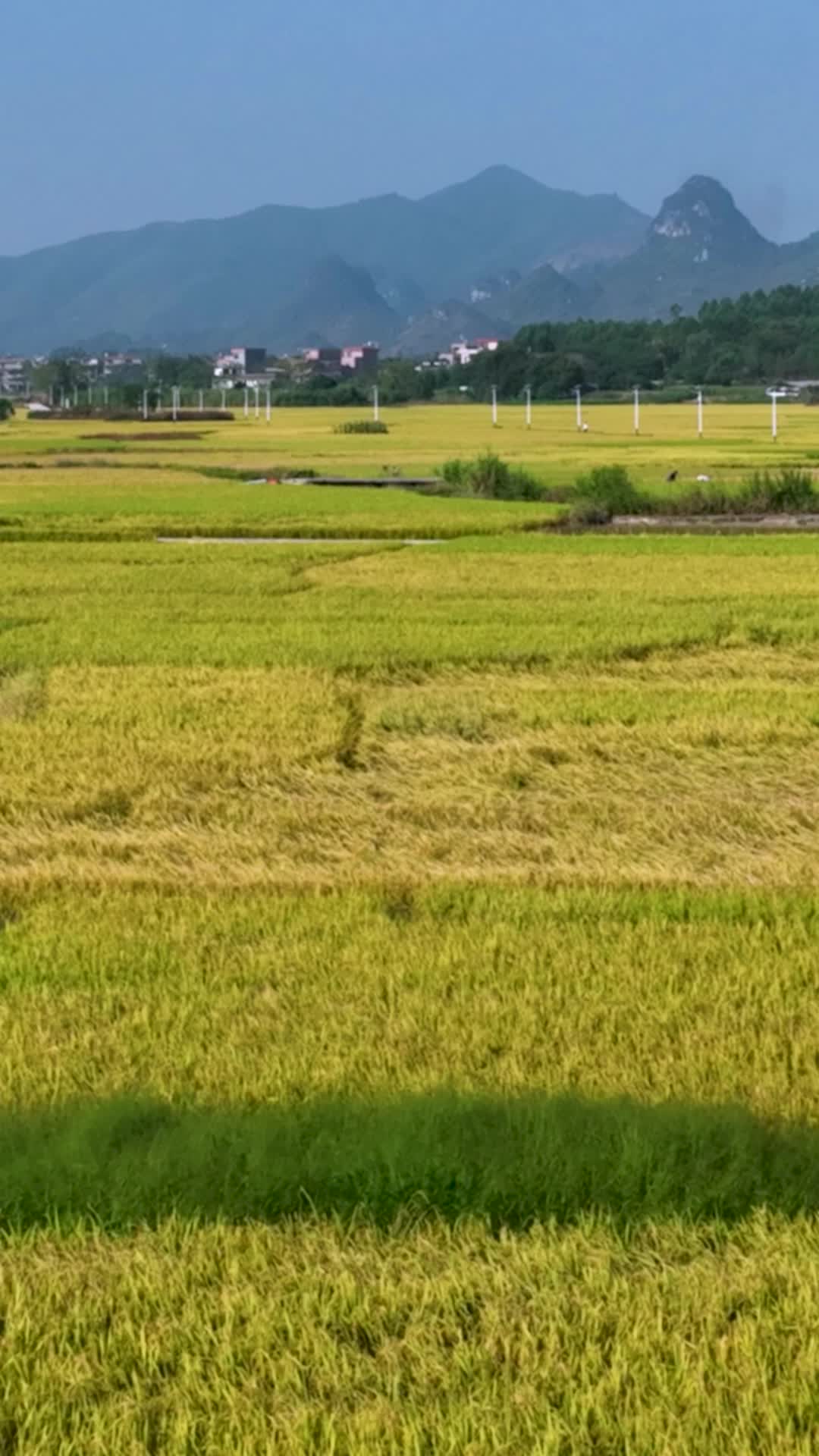 高清竖屏航拍稻田稻谷成熟风景视频的预览图