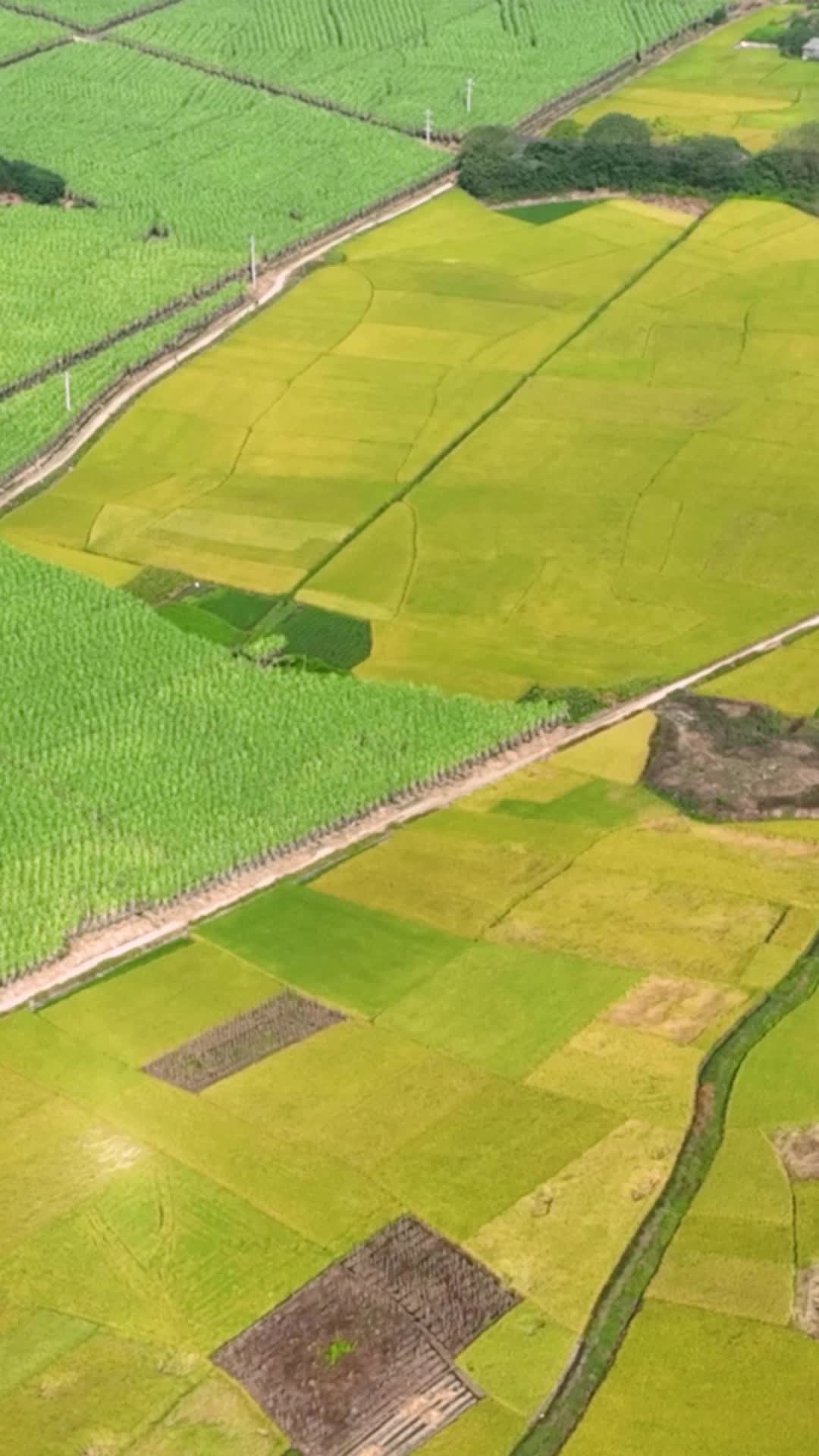 高清竖屏航拍玉林兴业秋收稻田甘蔗视频的预览图
