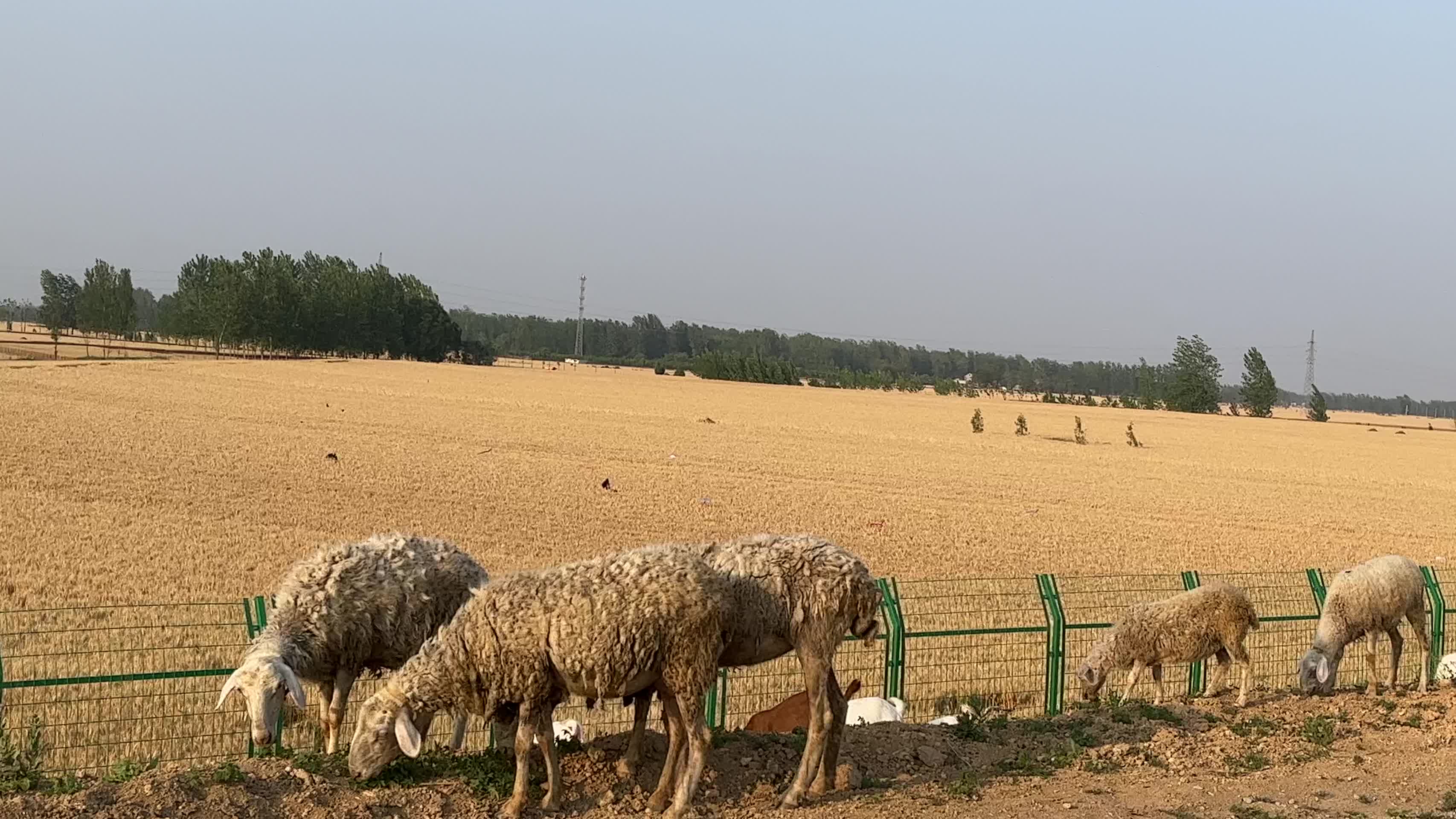 吃草的羊群视频的预览图