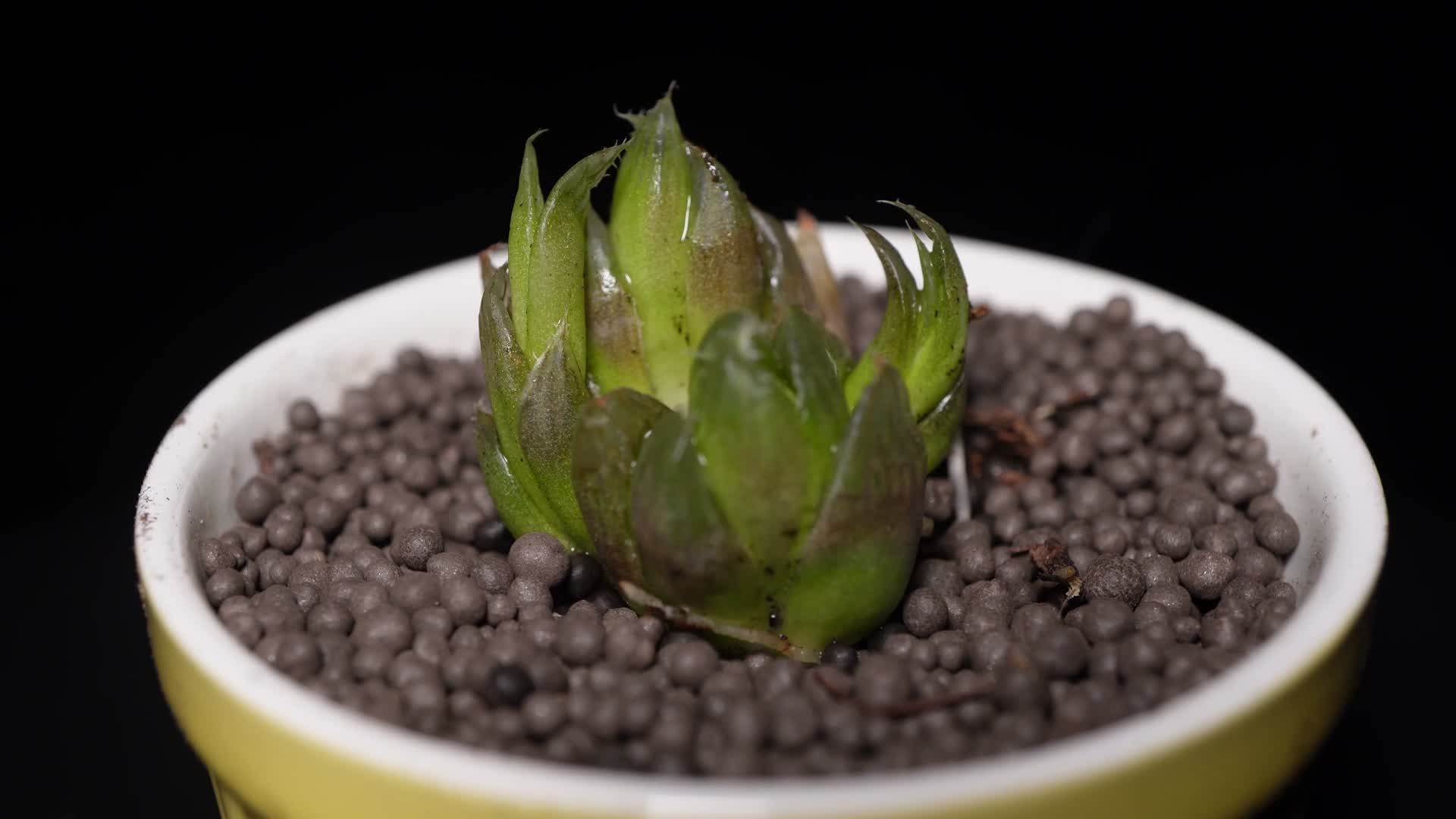 水晶帘多肉植物盆栽绿植视频的预览图