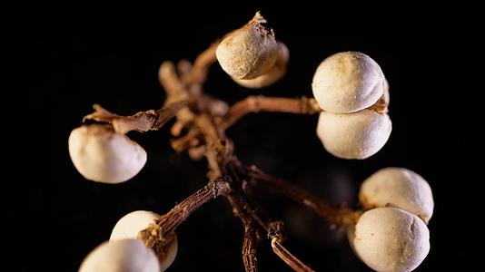 小白豆装饰种子植物标本视频的预览图