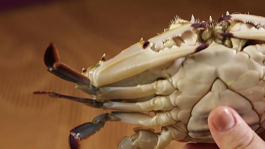 螃蟹飞蟹梭子蟹视频的预览图