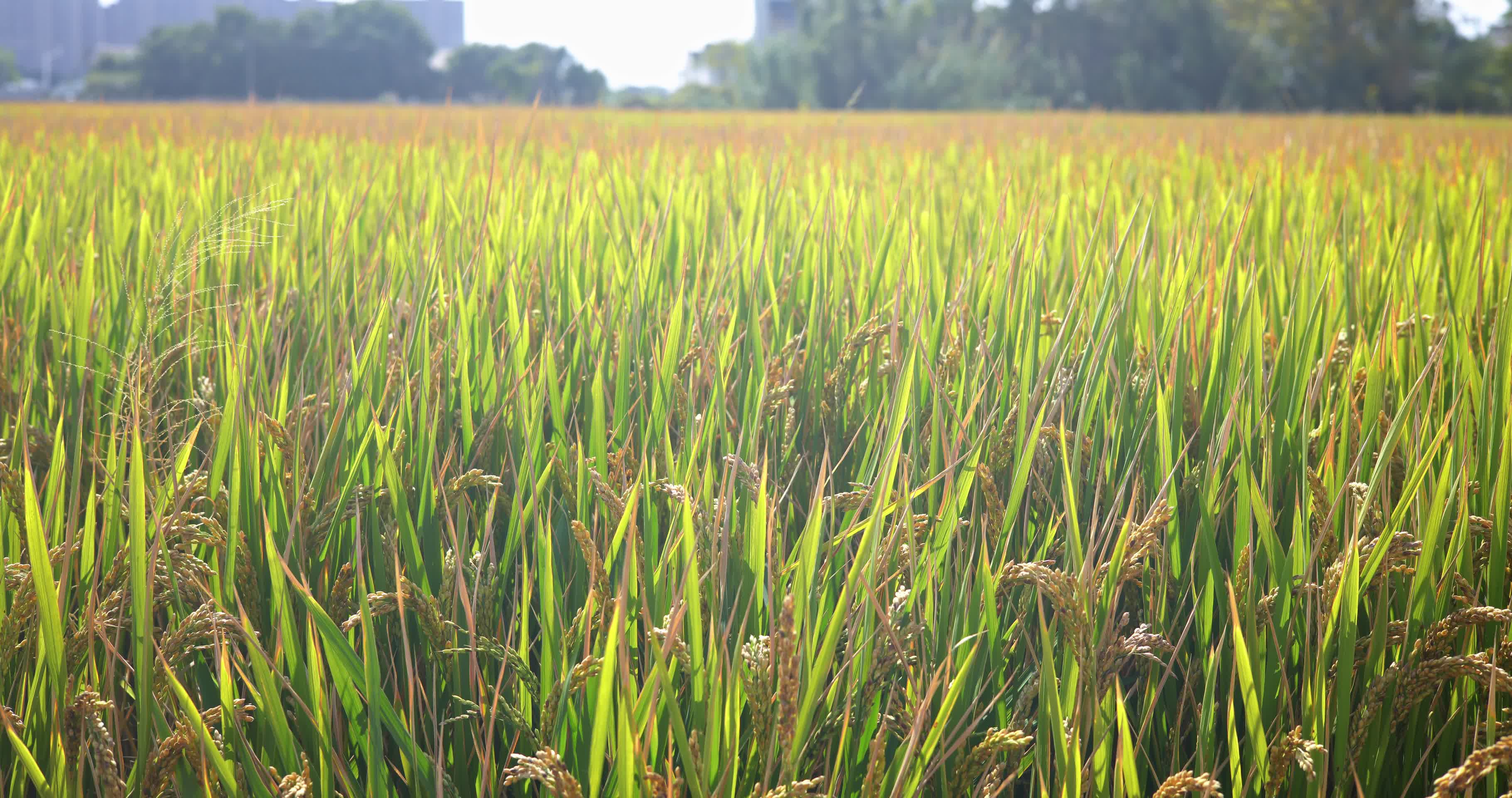 成熟稻稻谷田间小麦金黄色的稻田稻谷视频的预览图