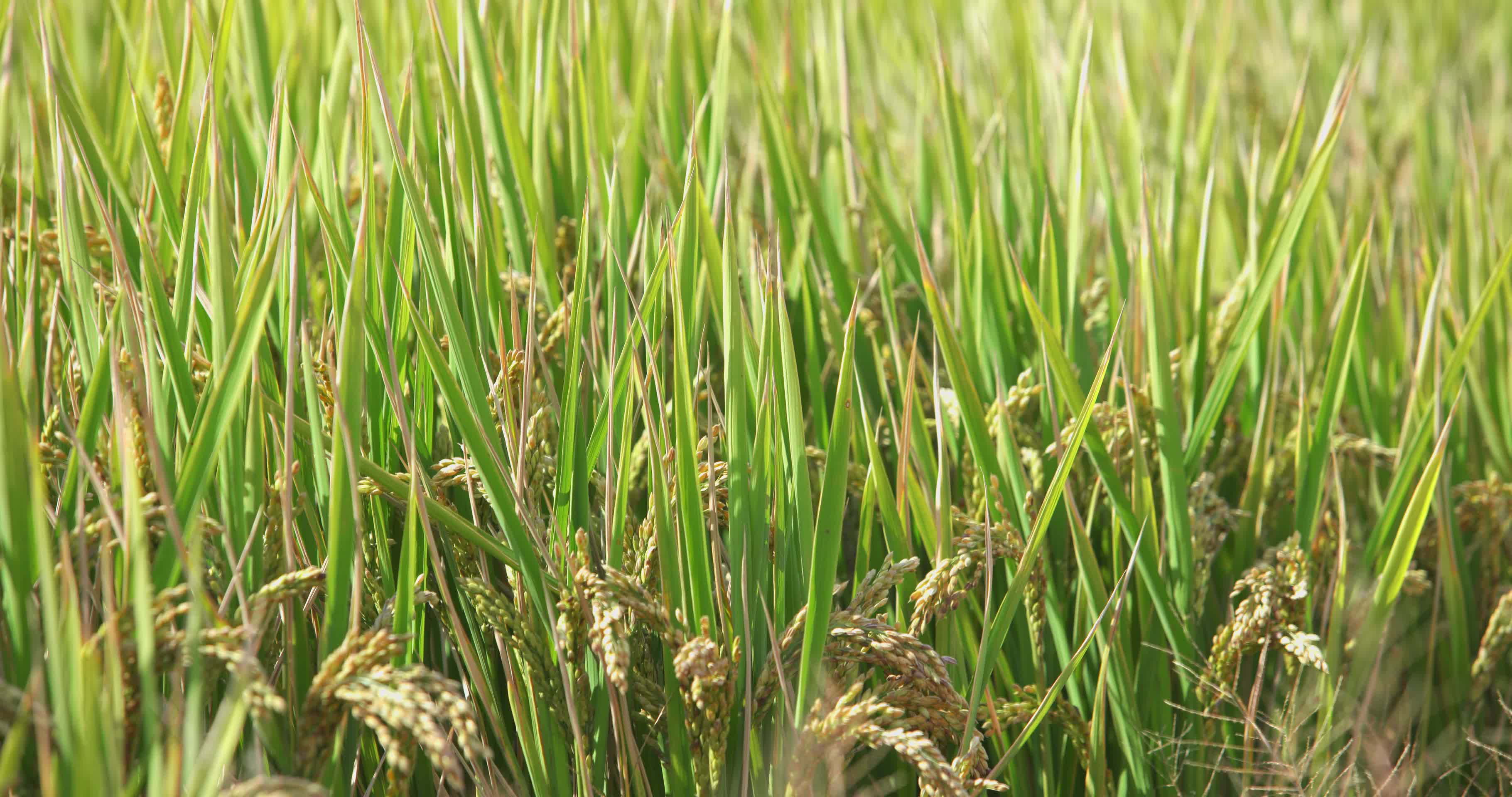成熟稻稻谷田间小麦金黄色的稻田稻谷视频的预览图