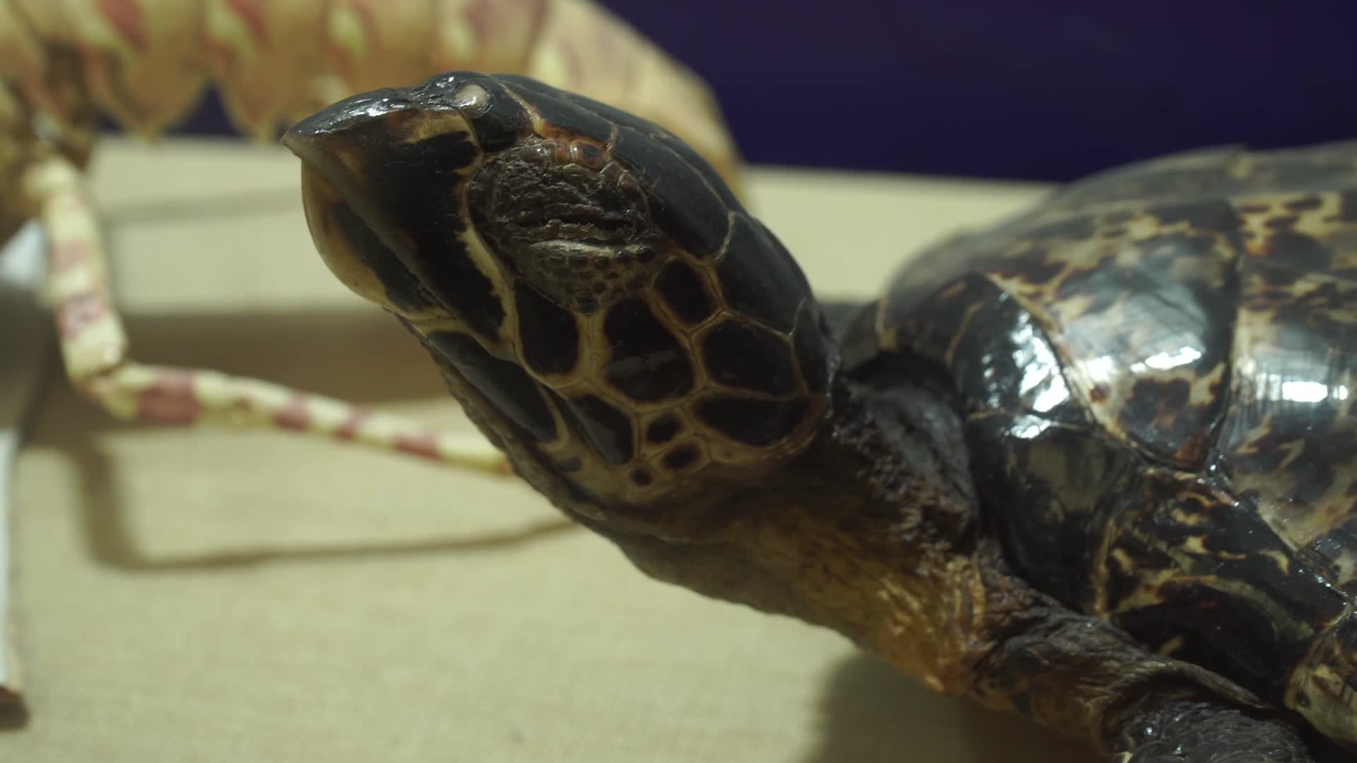 海龟陆龟乌龟玳瑁甲壳爬行动物标本视频的预览图