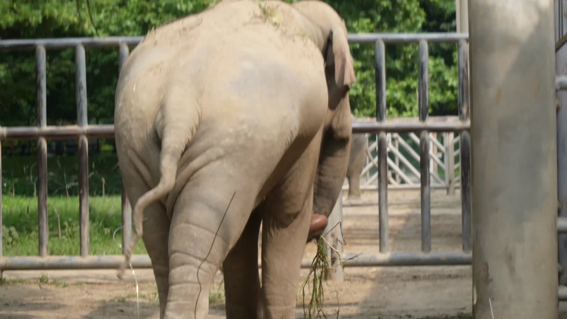 关在笼子里的大象眼睛耳朵象牙视频的预览图