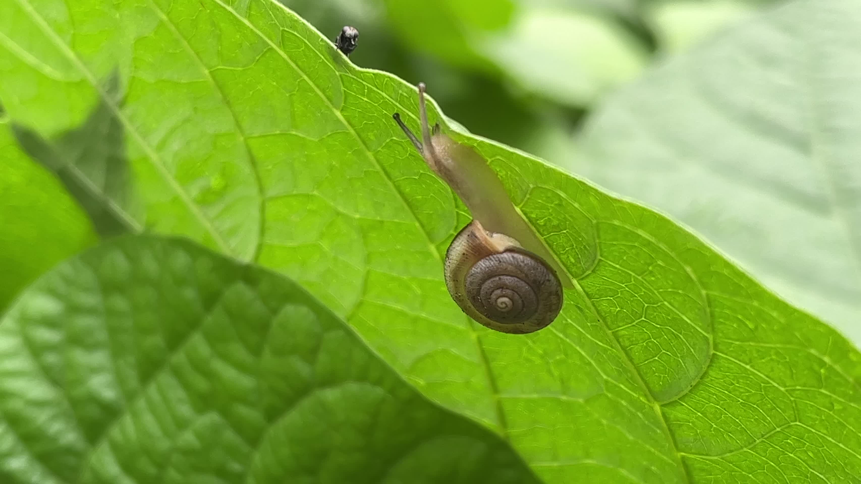 叶子上的蜗牛视频的预览图
