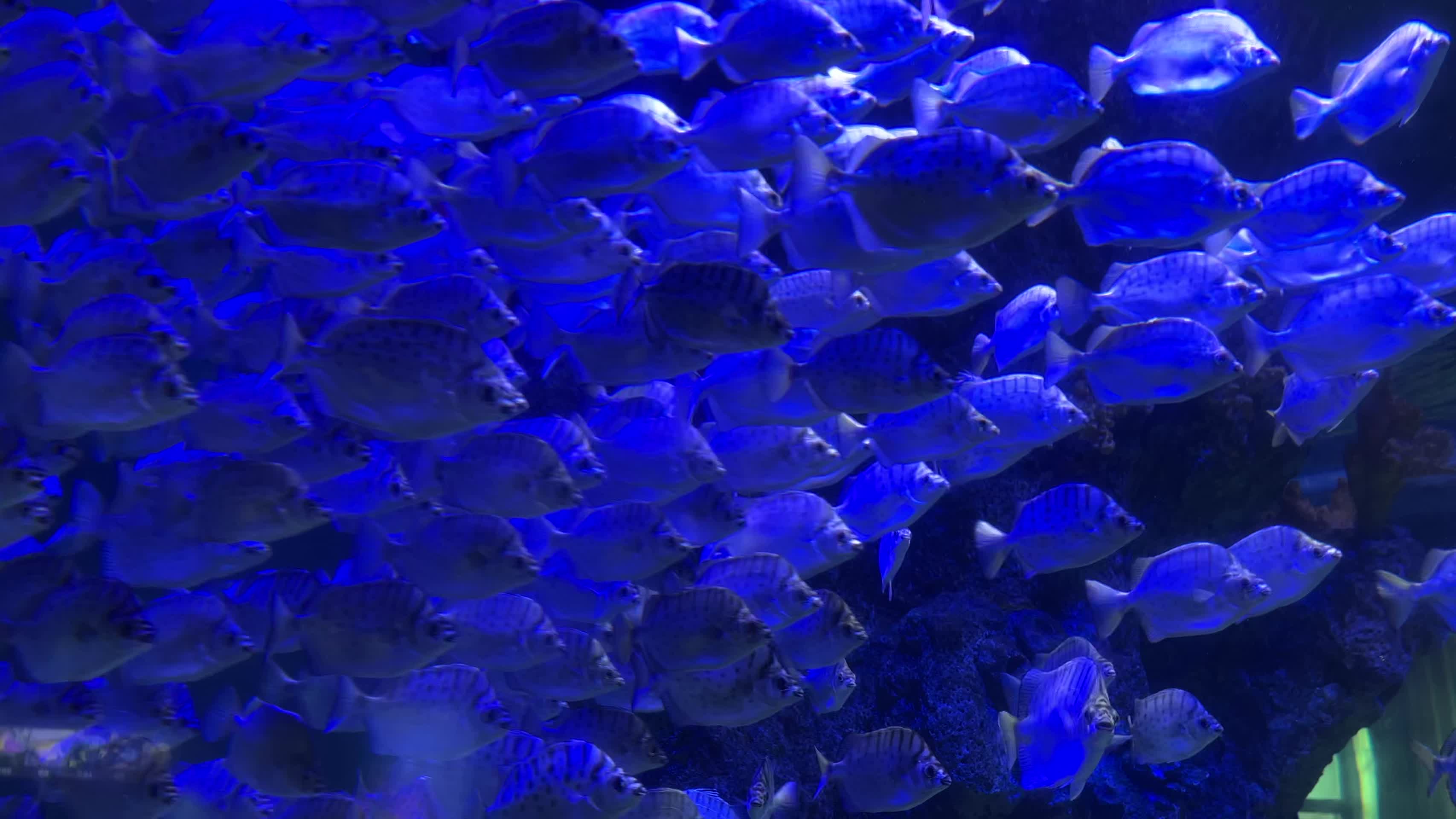 海洋馆鱼群视频的预览图