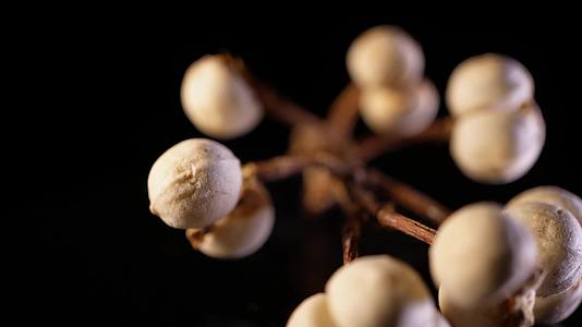 自然世界小白豆装饰种子植物标本视频的预览图