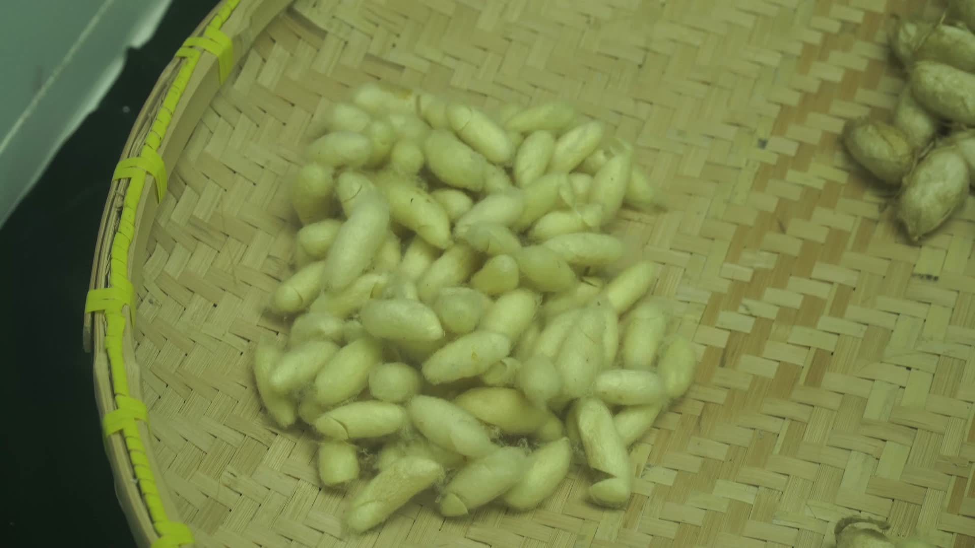 蚕茧蚕蛹蚕丝桑蚕养殖标本视频的预览图