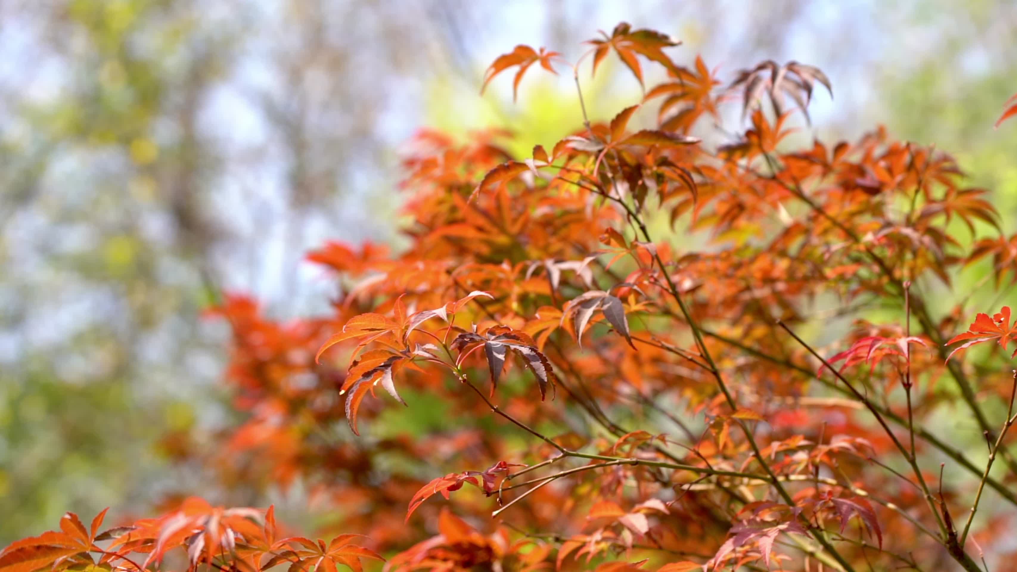 实拍秋天唯美红枫叶随风摇摆自然风景空镜头视频的预览图
