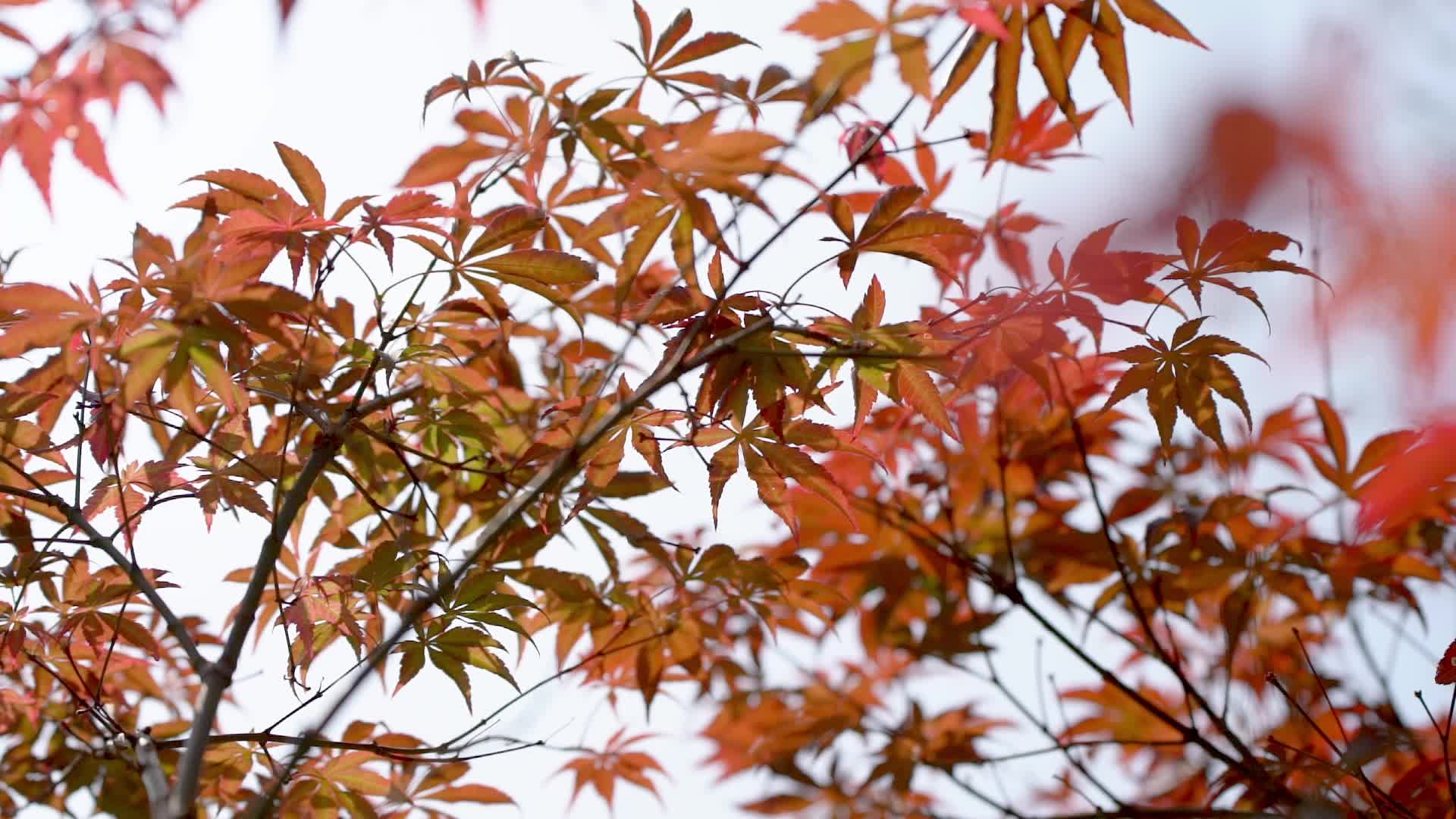 实拍秋天风景枫叶变红了视频的预览图