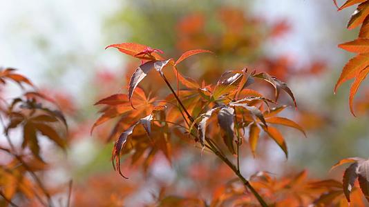实拍秋天唯美红枫叶随风摇摆自然风景空镜头视频的预览图