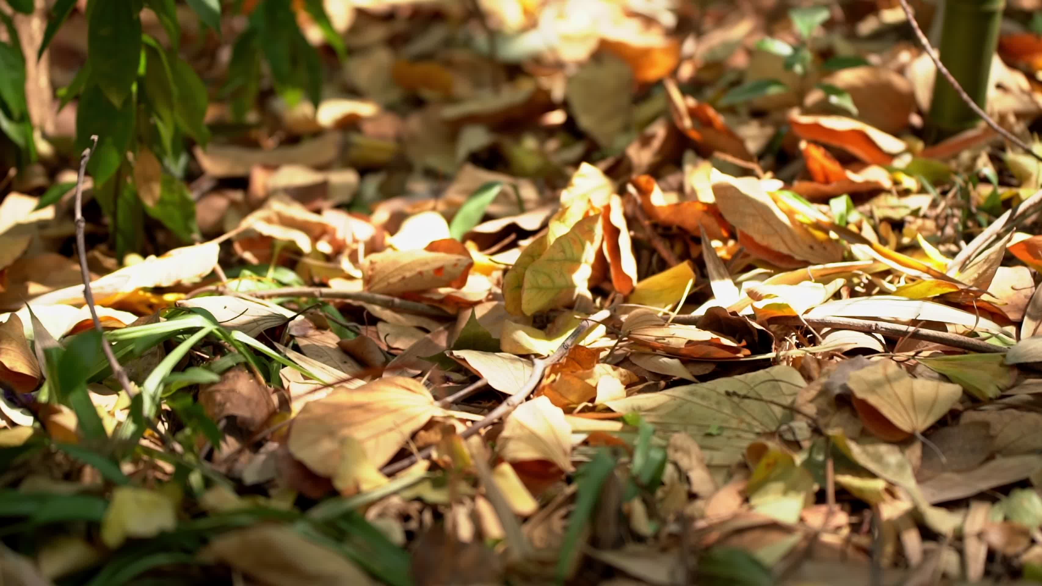 秋天子林里得落叶实拍视频视频的预览图