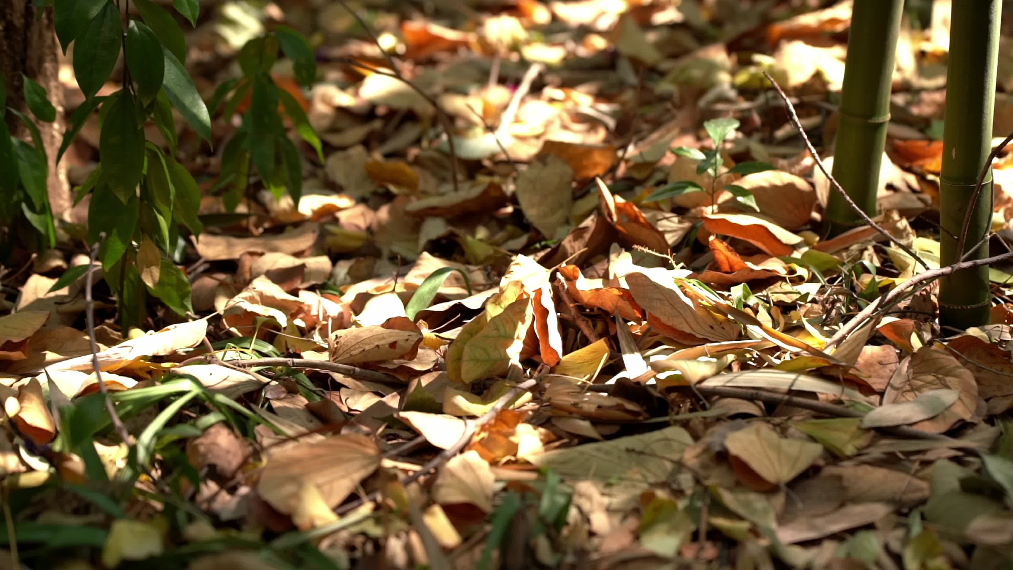 秋天林子里的落叶实拍视频视频的预览图