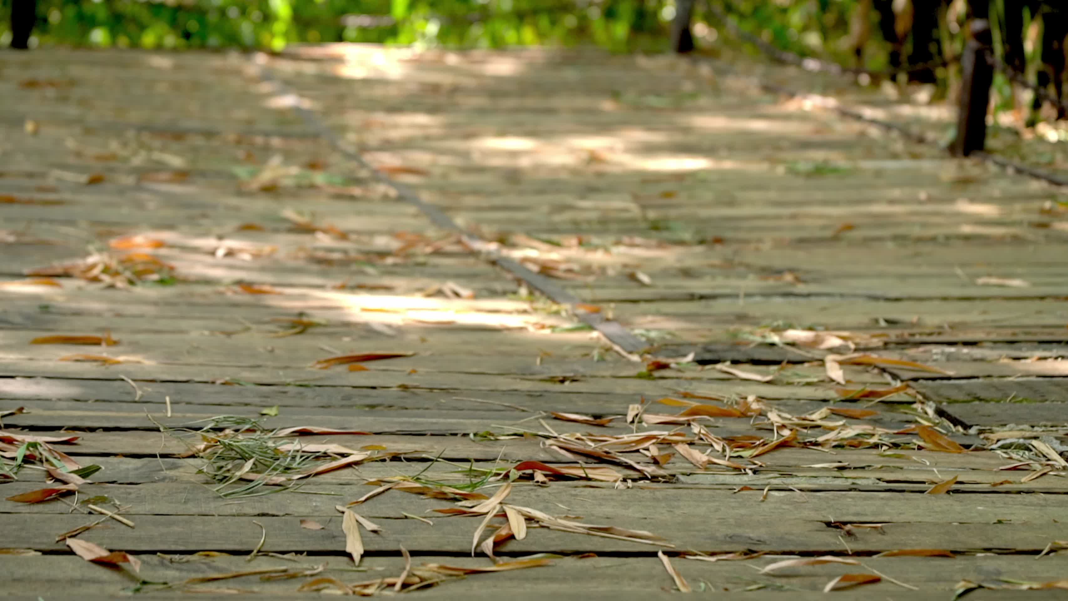 秋天子林里的落叶实拍视频视频的预览图