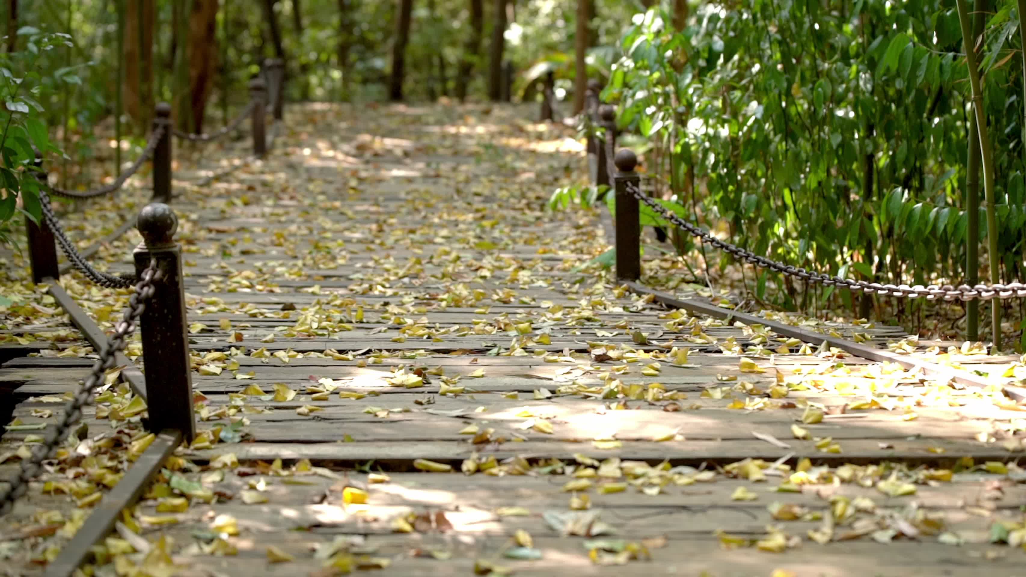 秋天林子里的落叶实拍视频视频的预览图