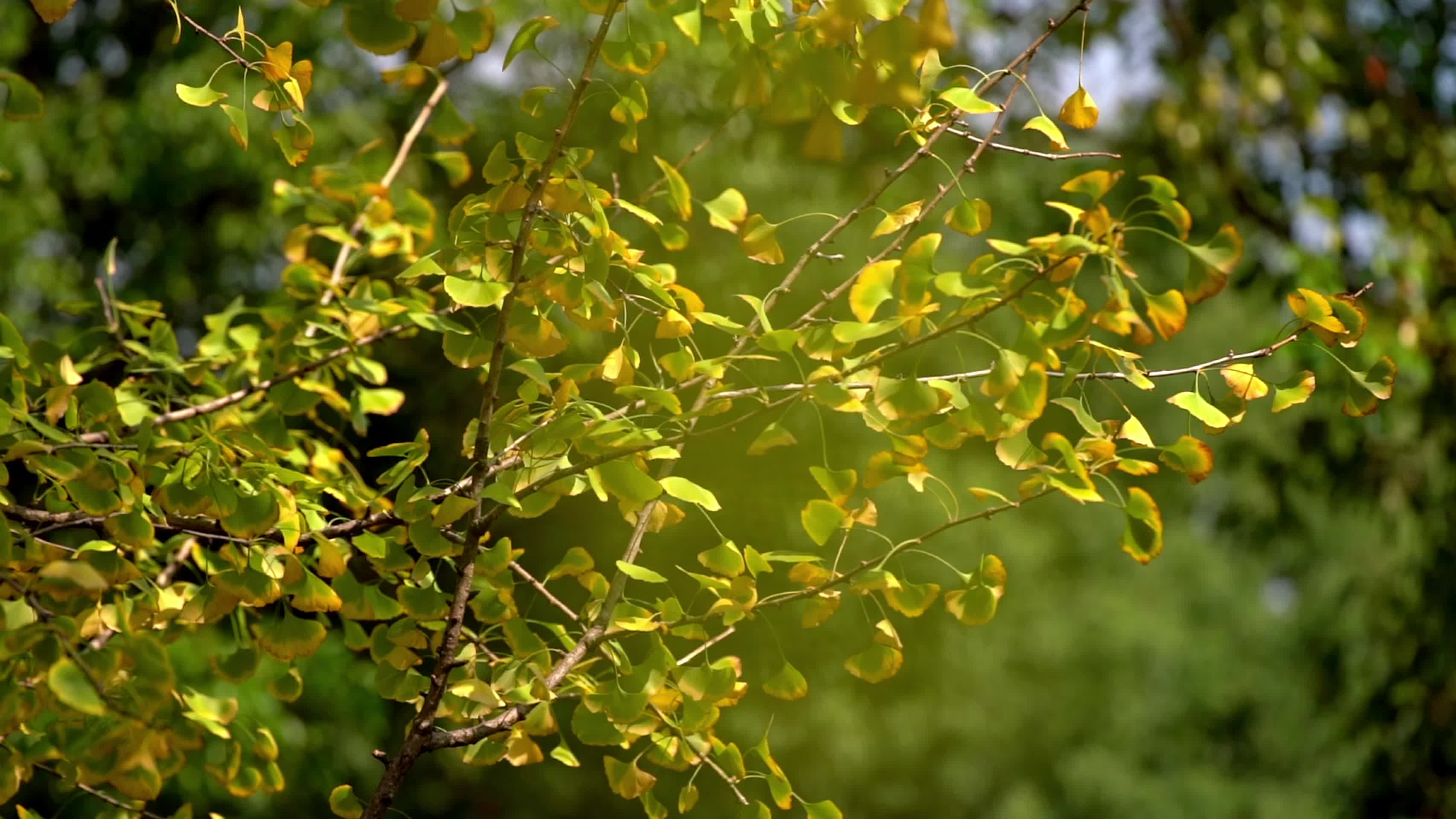 秋天金黄色的银杏叶视频的预览图