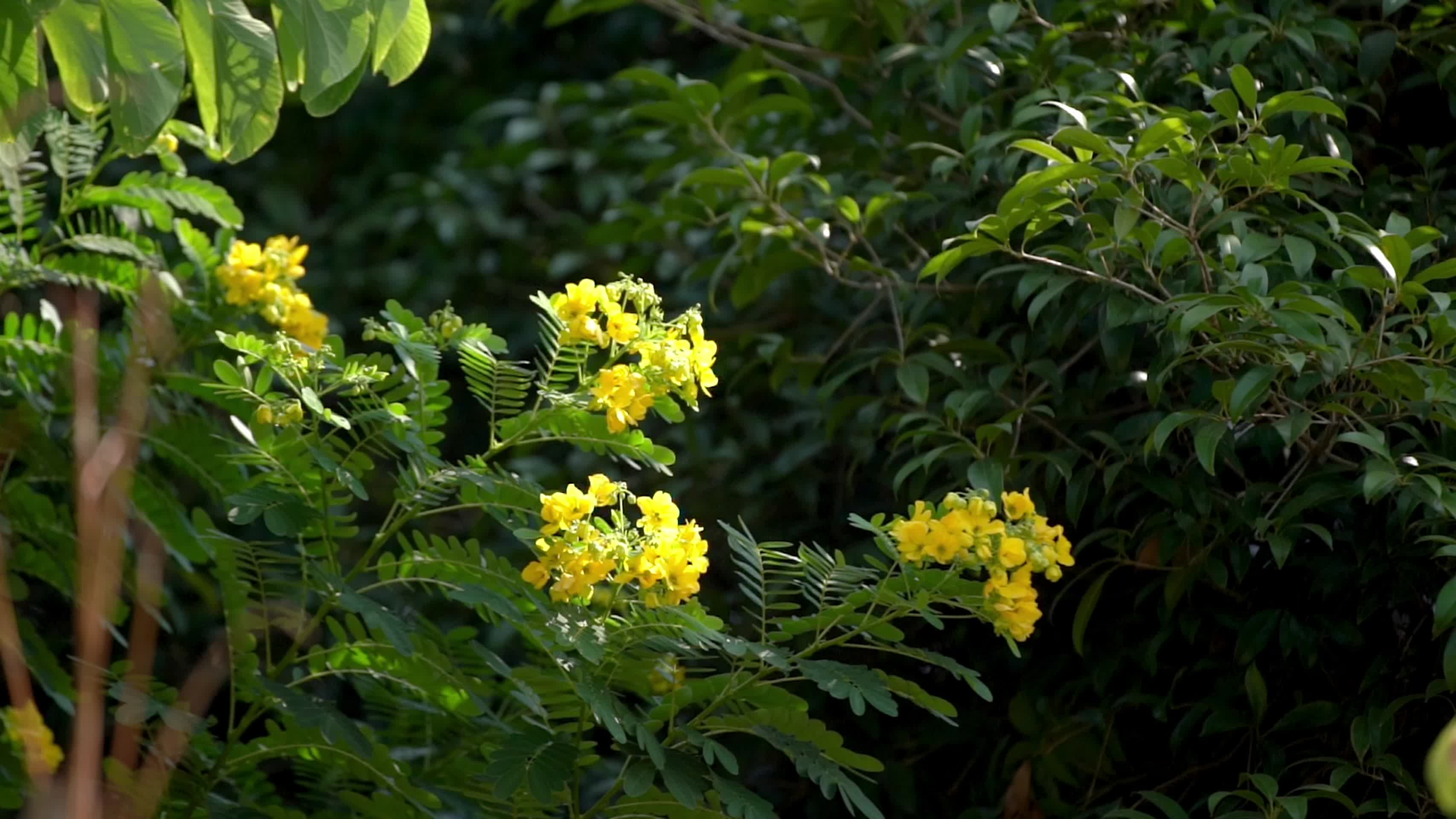 阳光下的花朵实拍视频视频的预览图