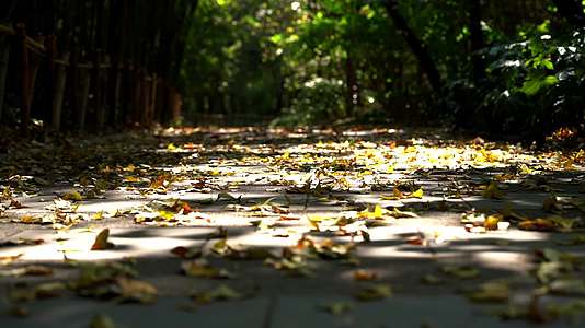 秋天竹林里得落叶实拍视频视频的预览图