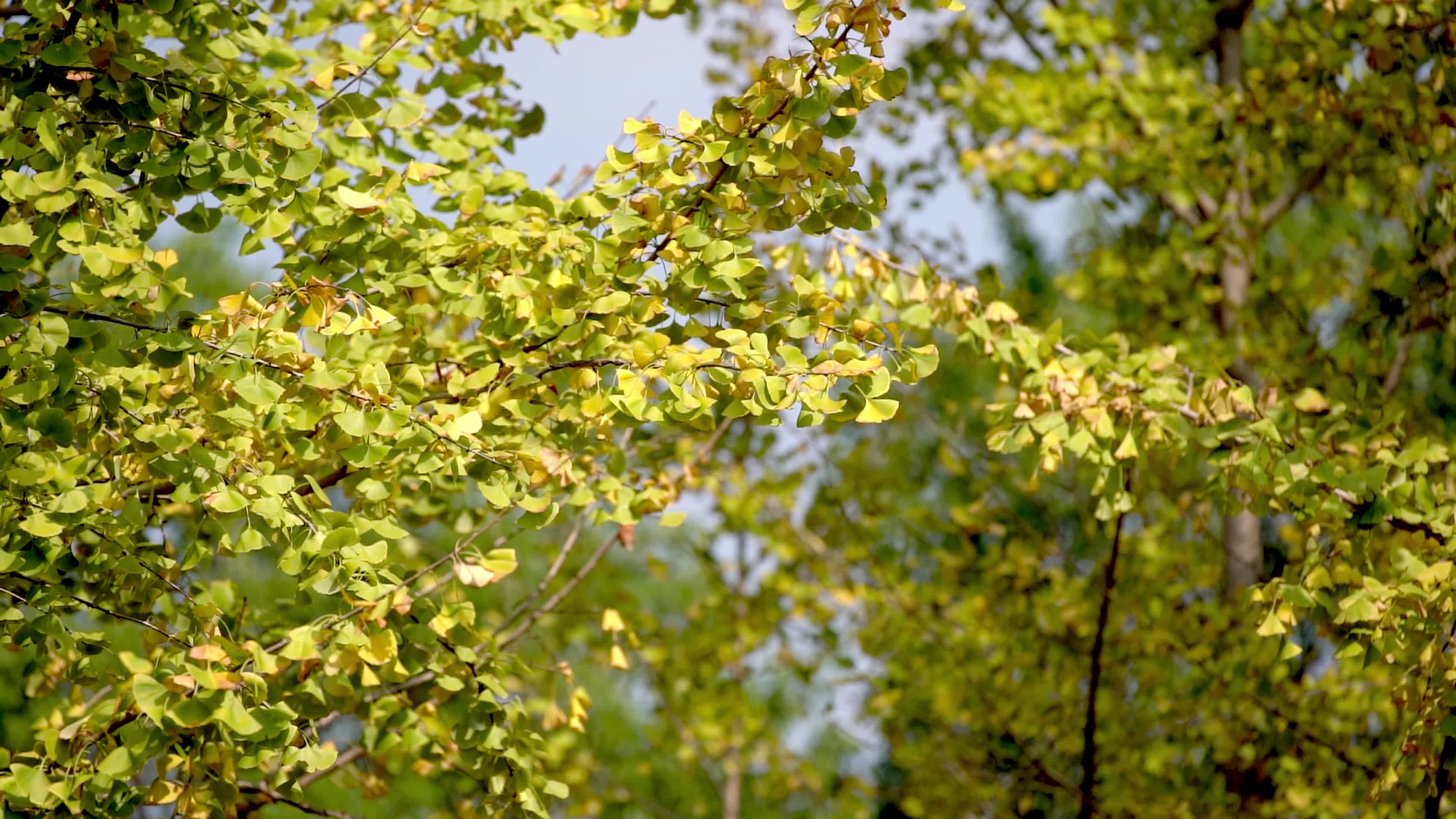 秋天金黄色的银杏叶视频的预览图