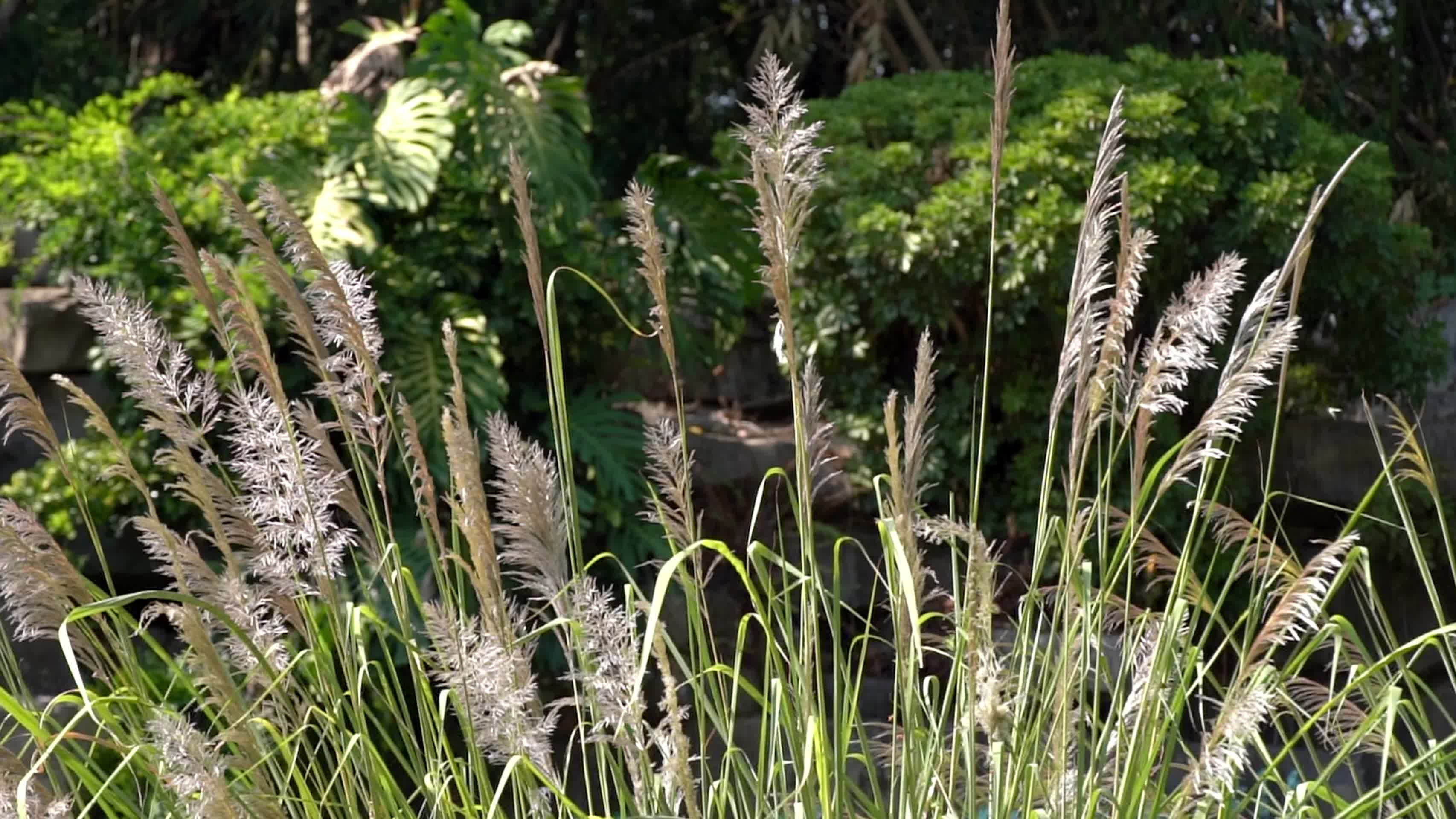 公园自然景观花草植物风光空镜实拍视频视频的预览图
