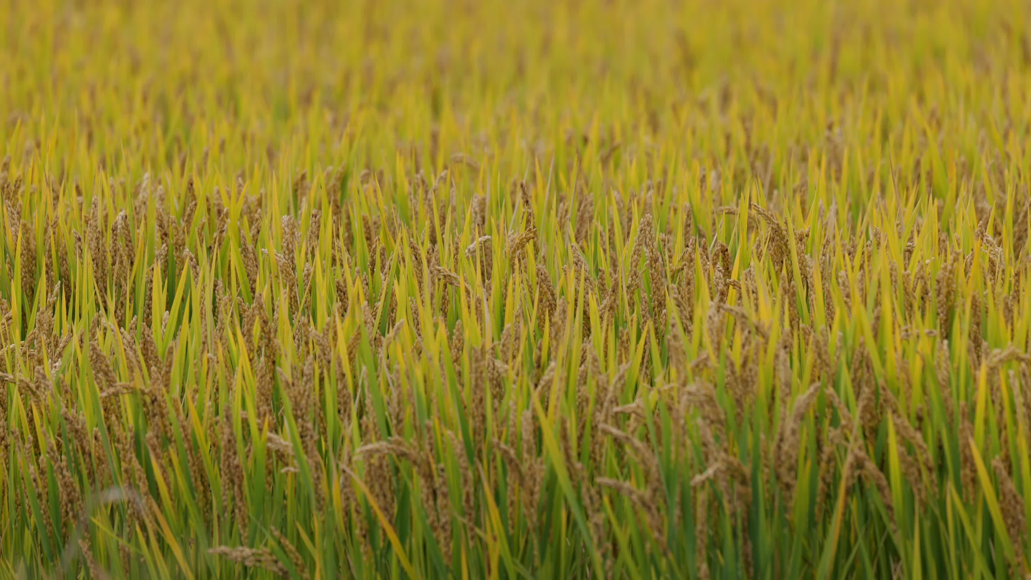 水稻小麦实拍视频视频的预览图