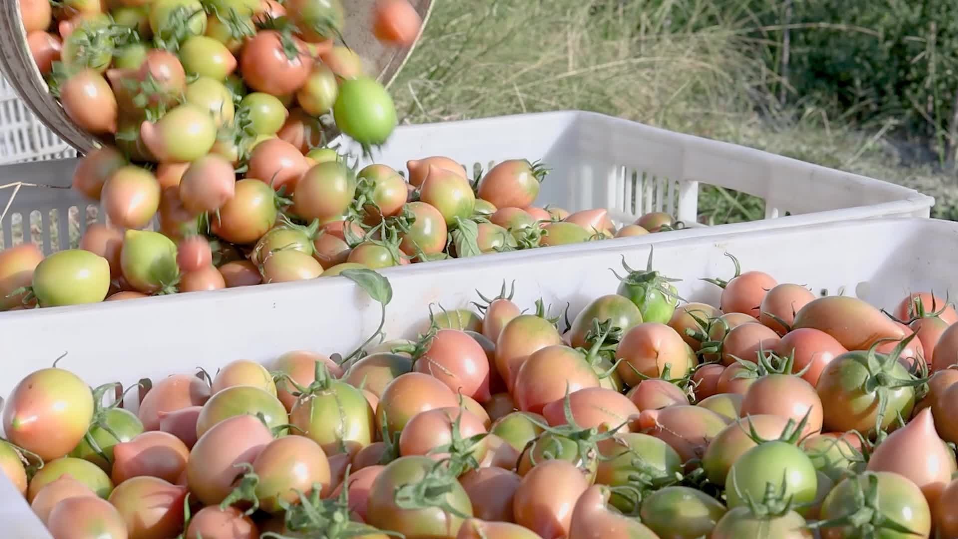 圣女果自然生态农产基地农家采摘供应链原产4视频的预览图