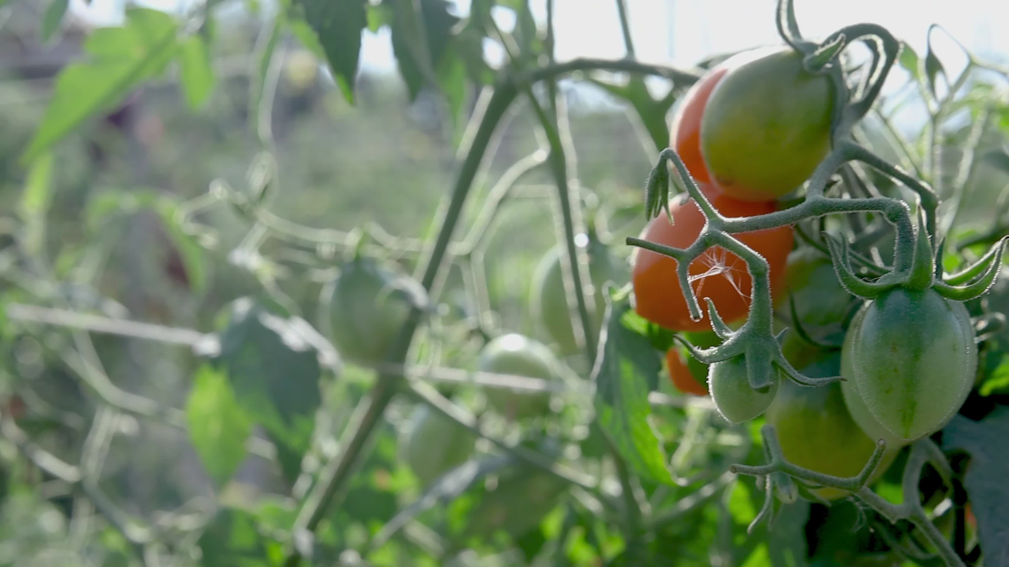 圣女果自然生态农产基地农家采摘供应链原产视频的预览图