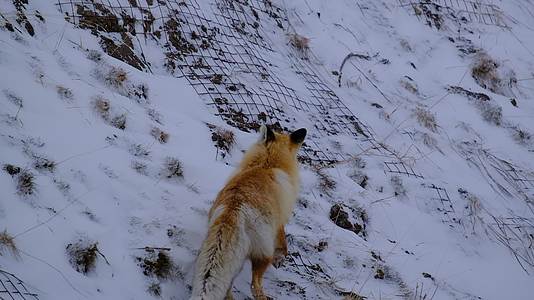 冬天雪地上的小狐狸视频的预览图