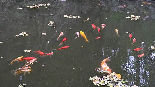 池塘里游动的锦鲤视频的预览图