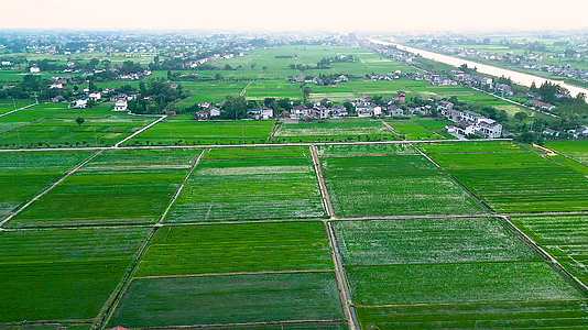 高清航拍夏季平原农村的大片绿色水稻田和错落的村居合集视频的预览图