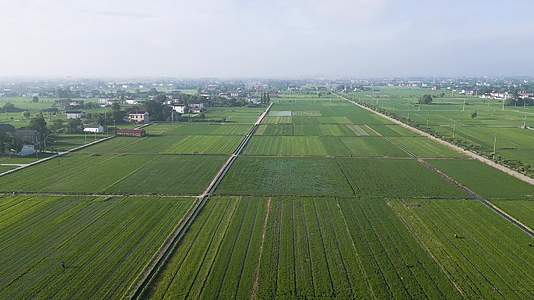 4K航拍夏季午后苏中平原的大片绿色水稻田和村居合集视频的预览图