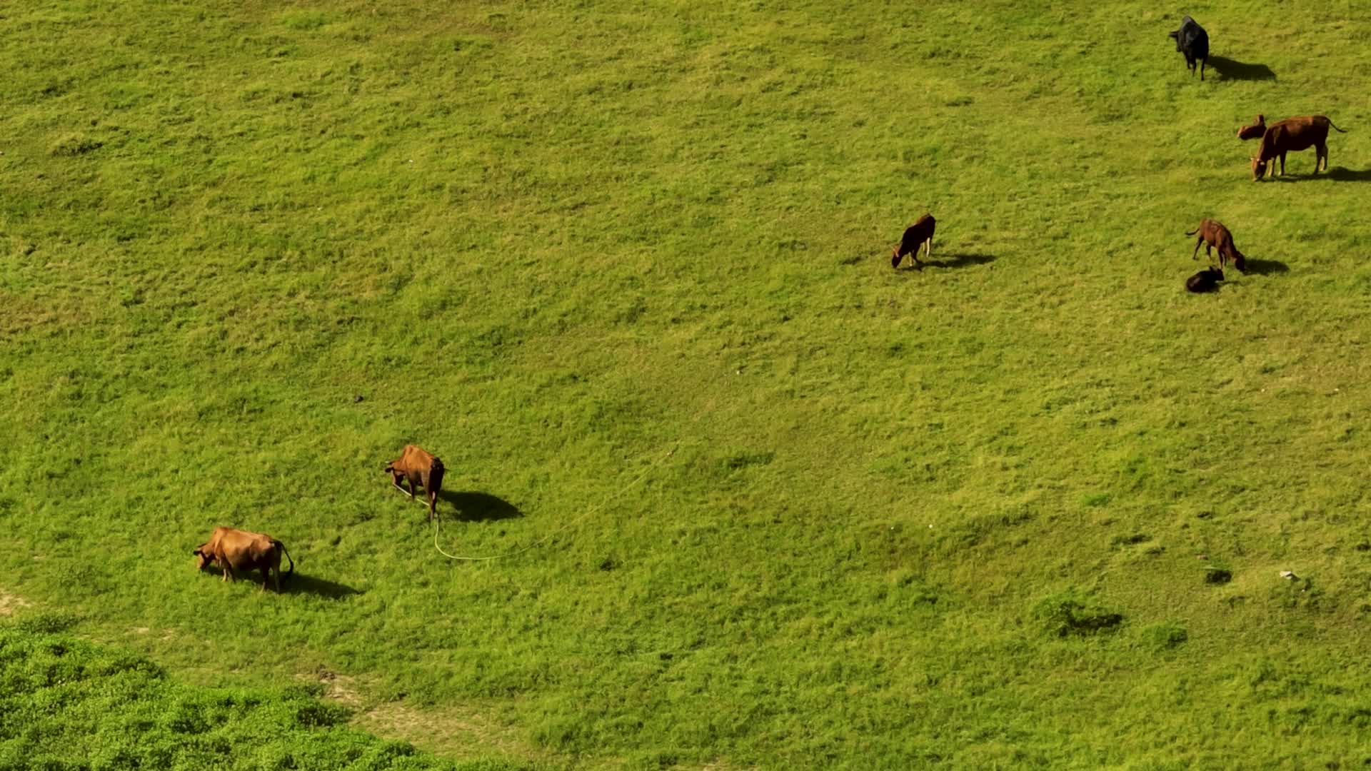 4K航拍广西更望湖牛羊群吃草视频的预览图